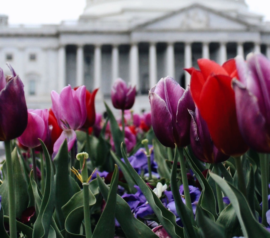 Red and Pink Tulips in front of United States White House in Washington DC