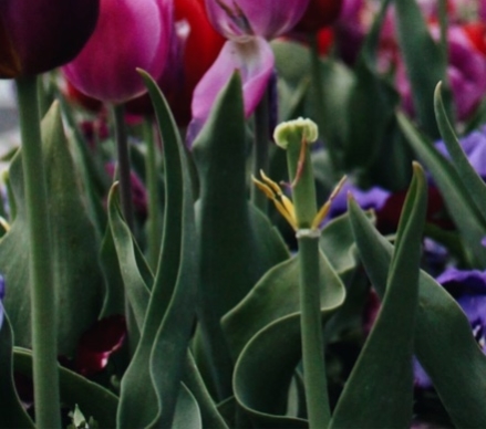 Pink and violet tulips with green stems