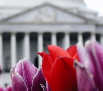 Red and Pink Tulips in front of United States White House in Washington DC